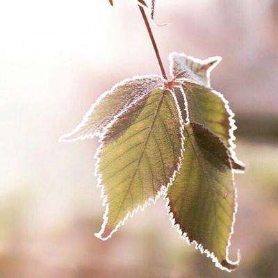 花花仙子的梦幻花园最新版下载